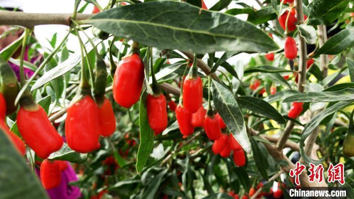 浙江溫州“青藏優品”十大示范門店集中開業